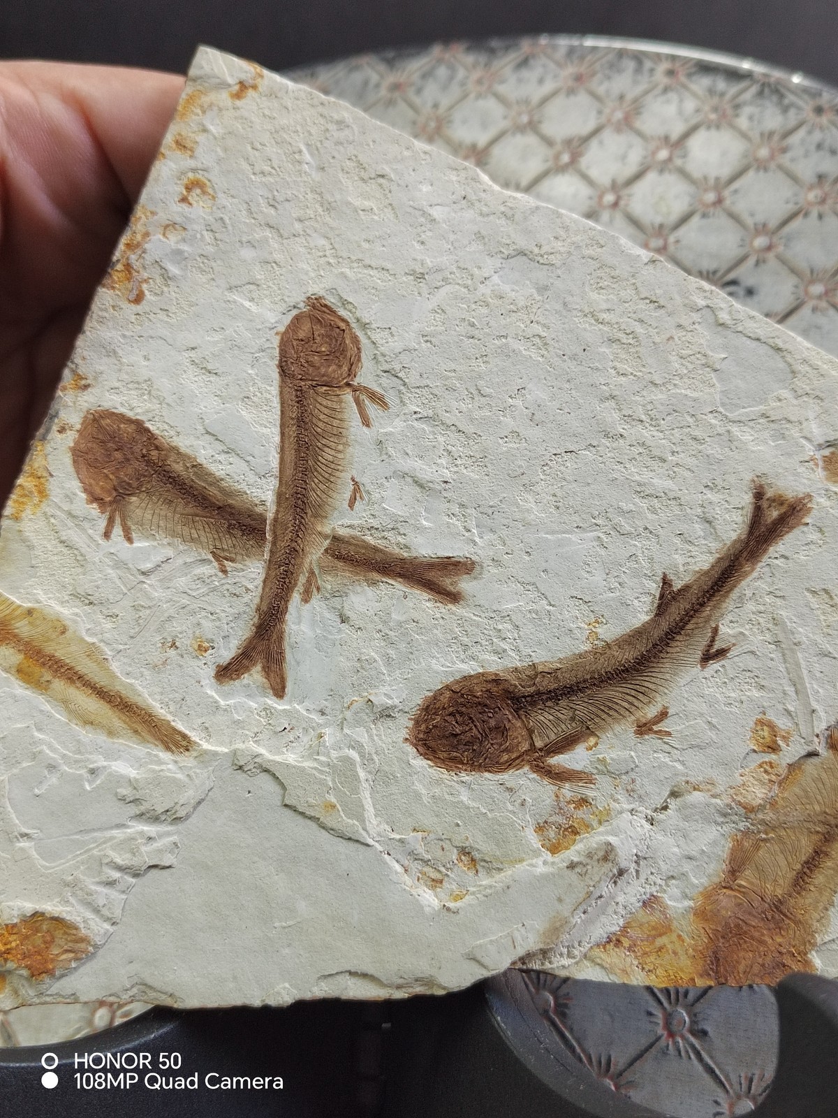 Unique and authentic ancient fossil fish like stone B03