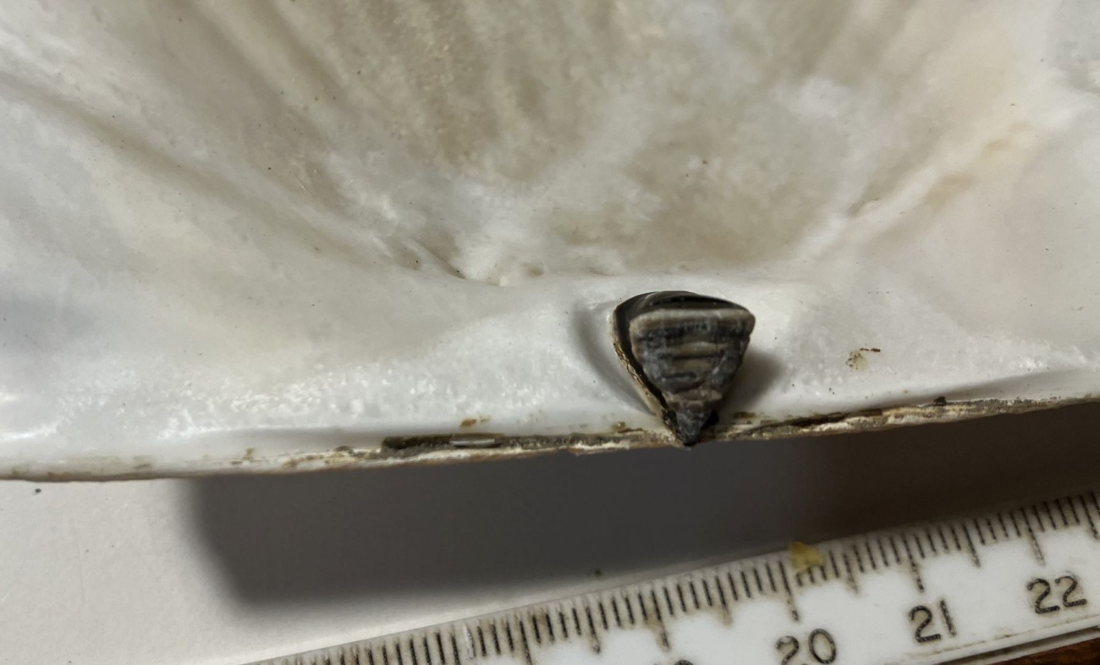 Patinopecten caurinus. Weathervane Scallop. Great Shape. 180 mm.