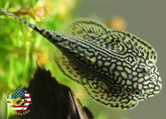 PACK OF 10 - Striped Butterfly Reticulated Tiger Hillstream Loach Algae Eater
