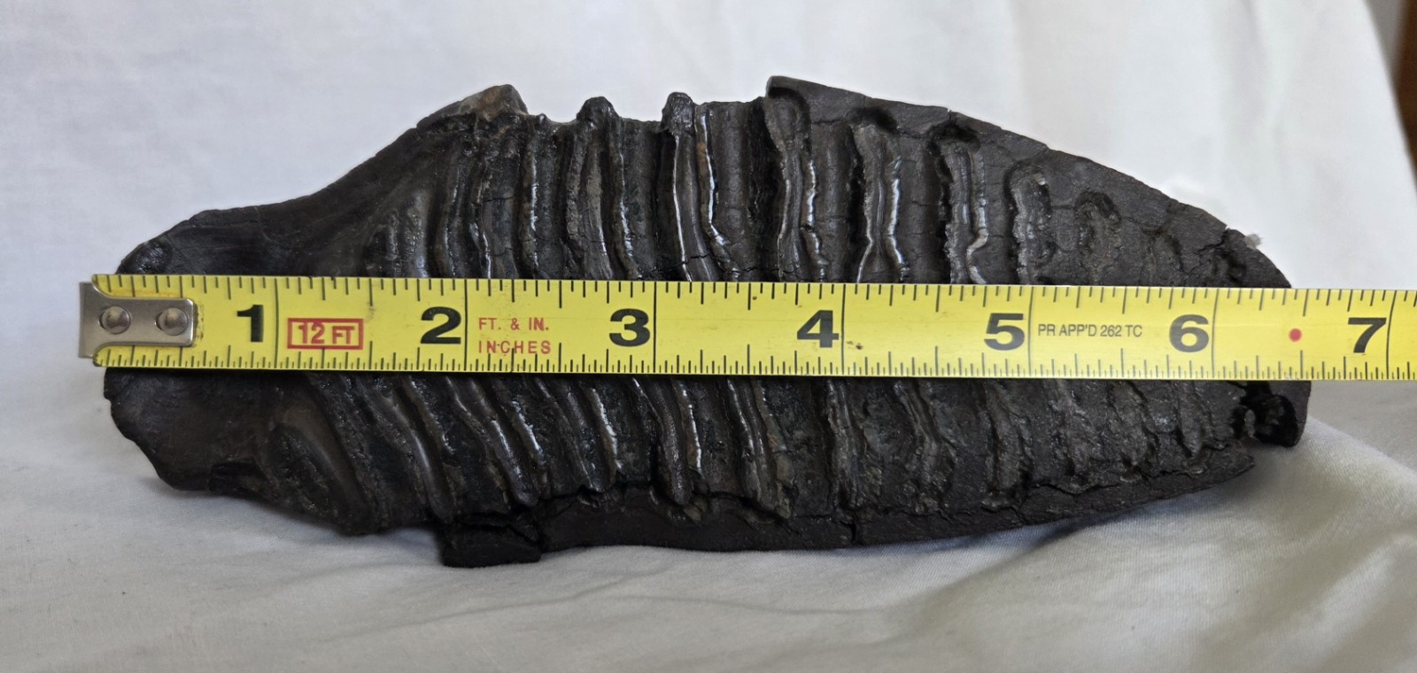 Genuine Woolly Mammoth Tooth Molar Fossil 6.5" Long