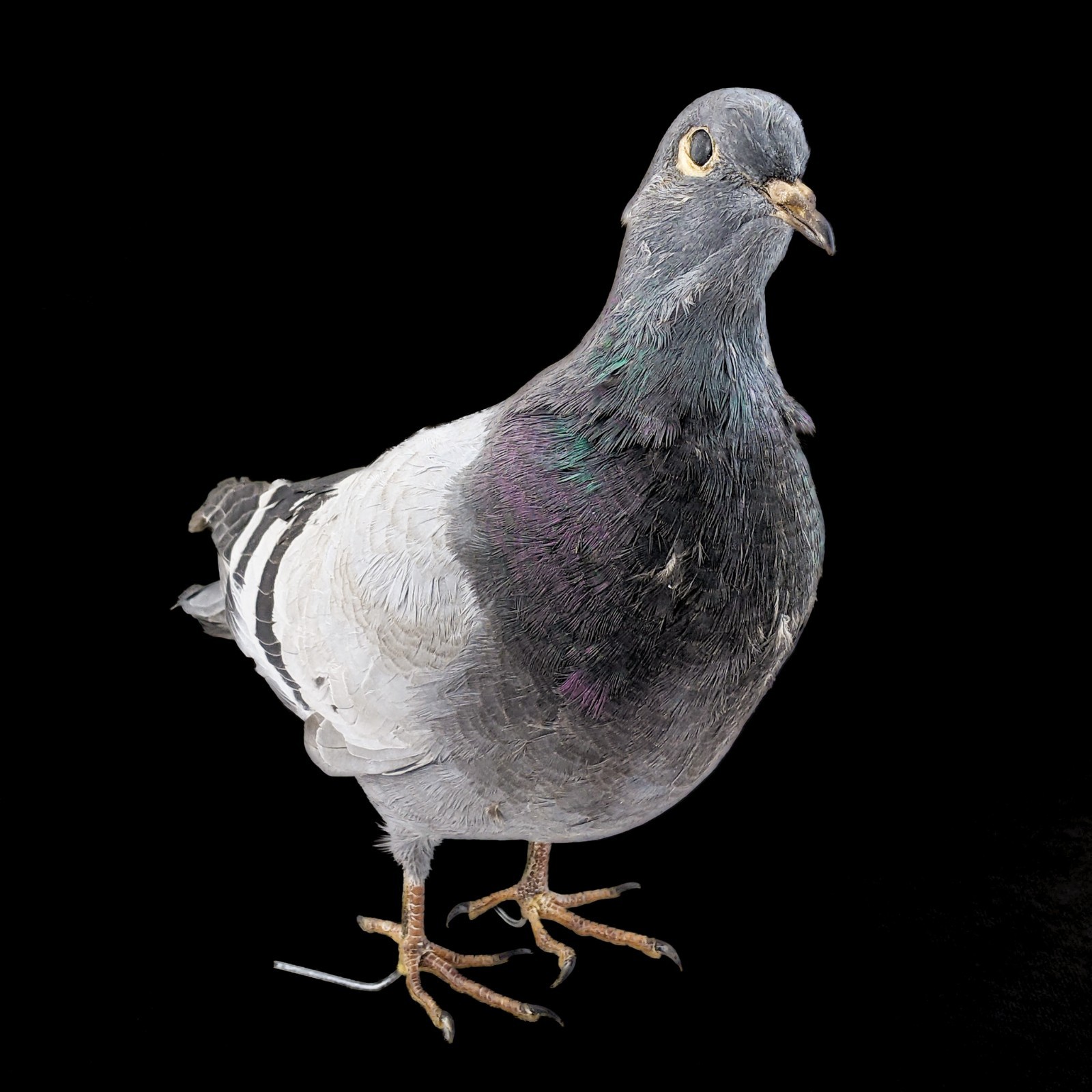 Rock Pigeon bird c livia dove collectible Taxidermy Oddity Curiosity decor gift
