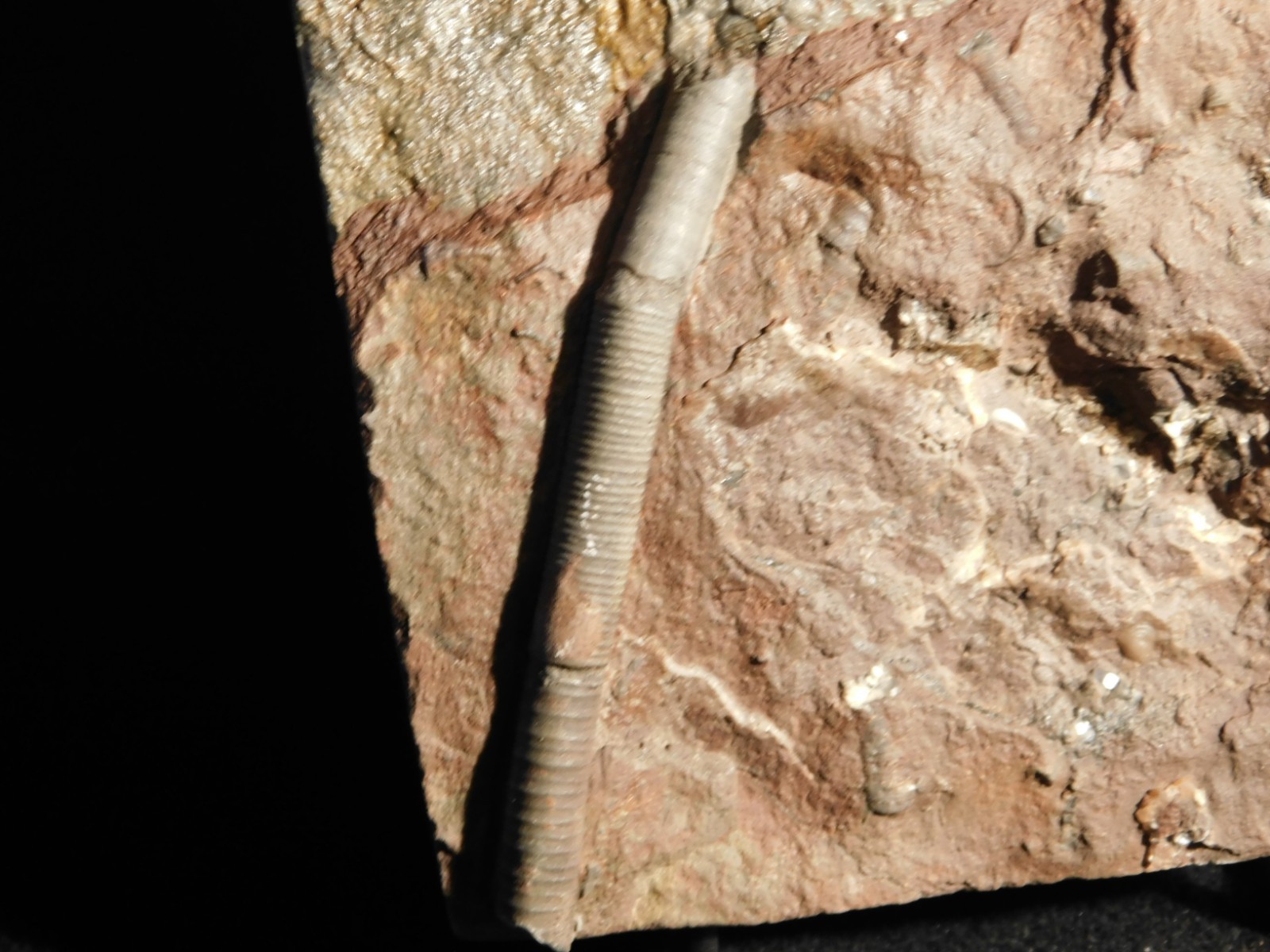 Larger! 430 Million Year Old! CRINOID Fossil or Sea LILY Fossil Morocco 601gr