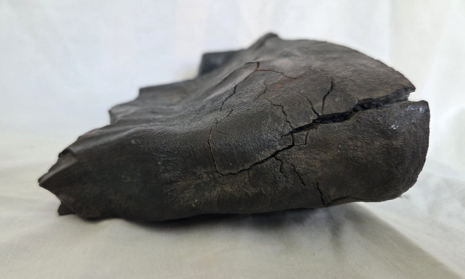 Genuine Woolly Mammoth Tooth Molar Fossil 6.5" Long