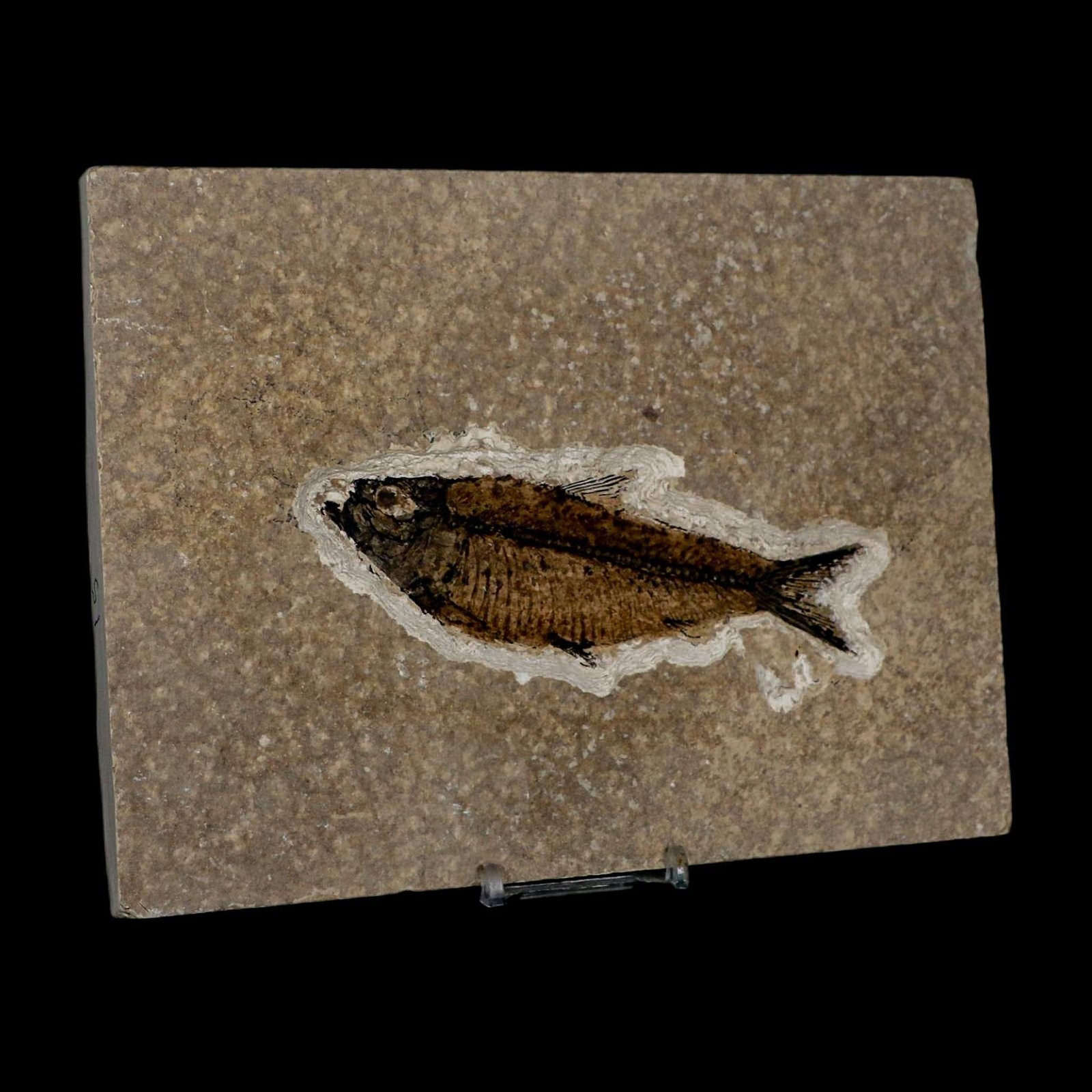 XL 4.7" Knightia Eocaena Fossil Fish Green River FM WY Eocene Age COA & Stand