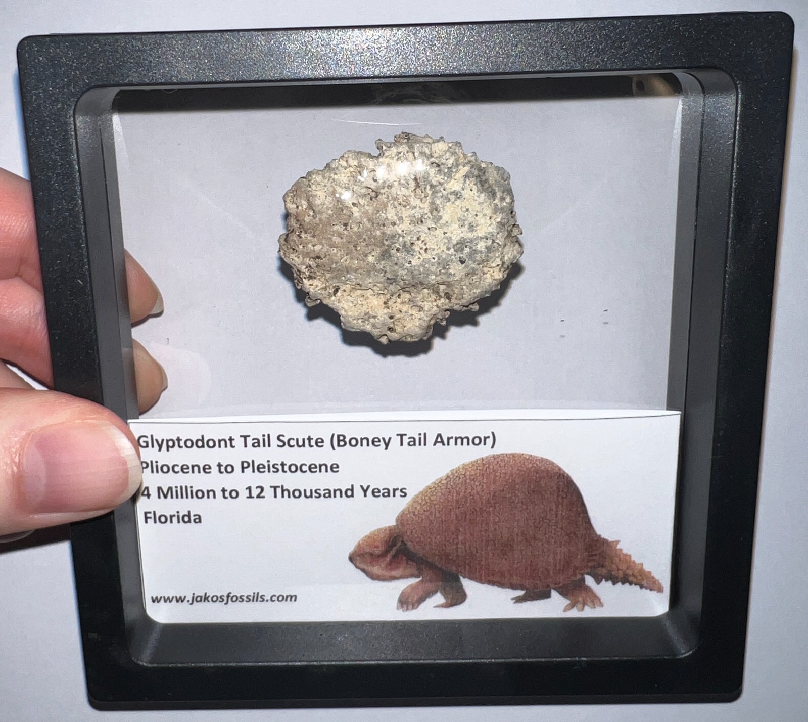 Framed RARE Ice Age Fossil GLYPTODONT Tail Scute Bone Armor Lot! ONE PER ORDER!