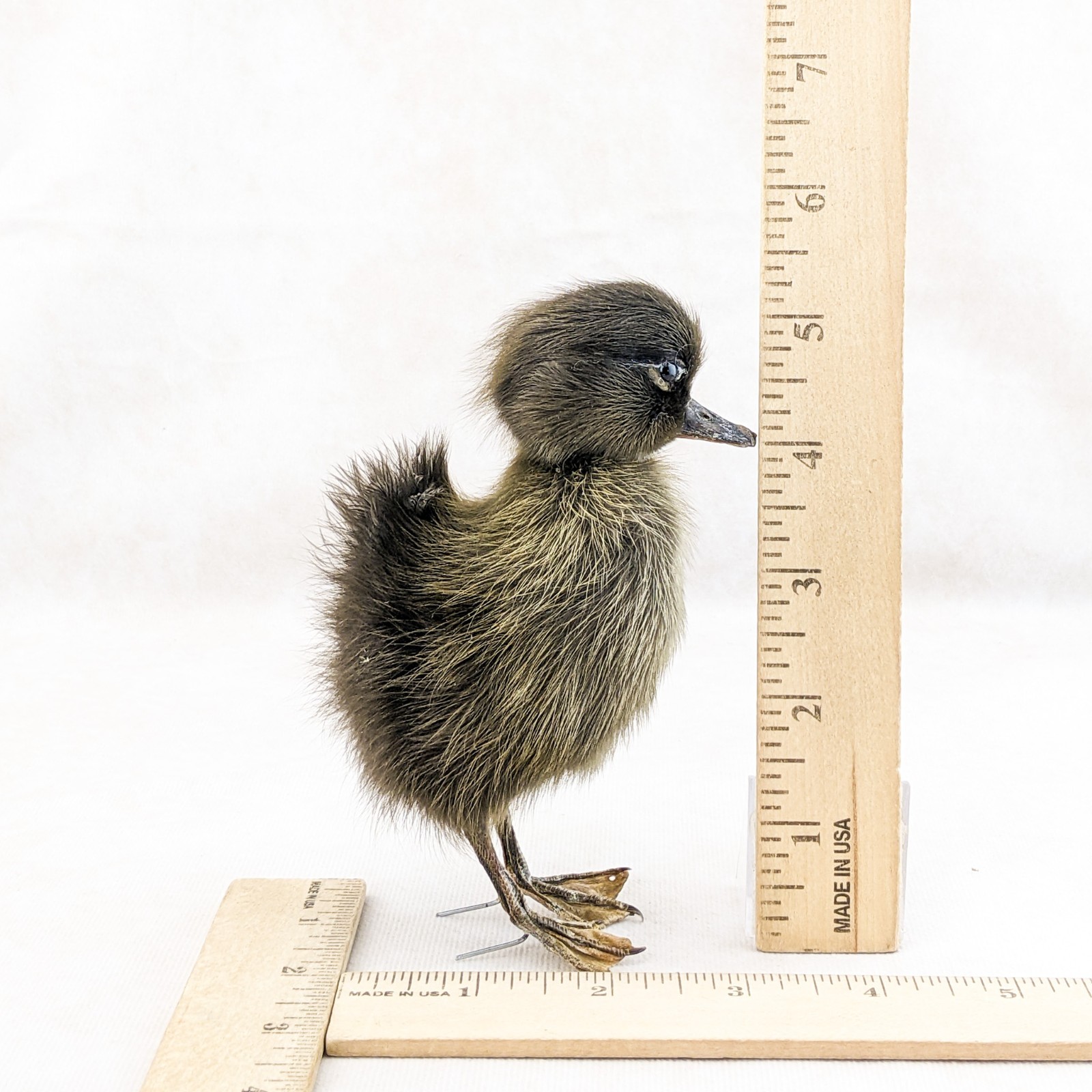 Domestic Duck Baby Duckling taxidermy species: A Platyrhynchos domesticus