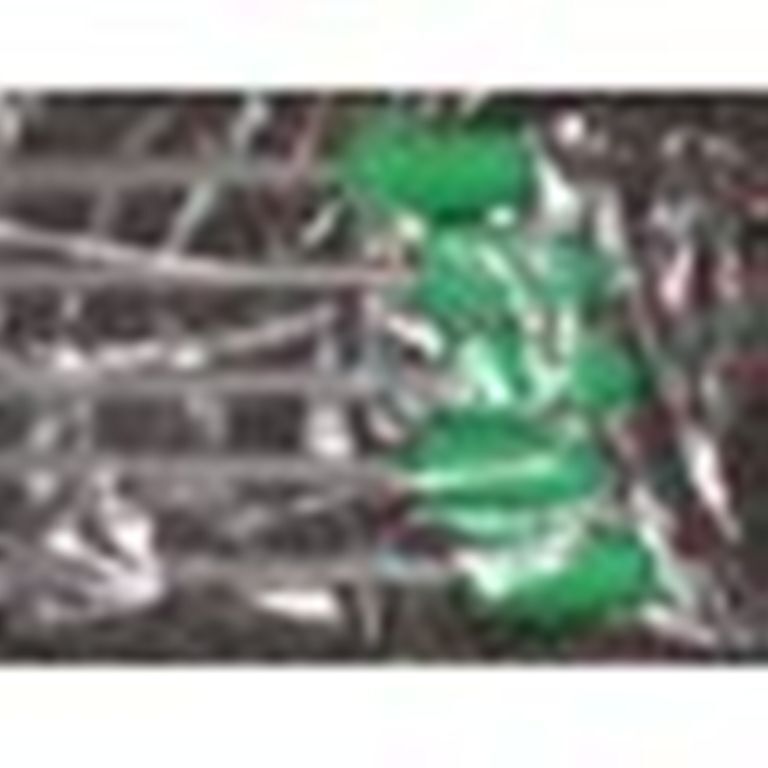 Gilt Artificial Insemination AI Rod Green Foam Tip Inserts With Handle 5ct