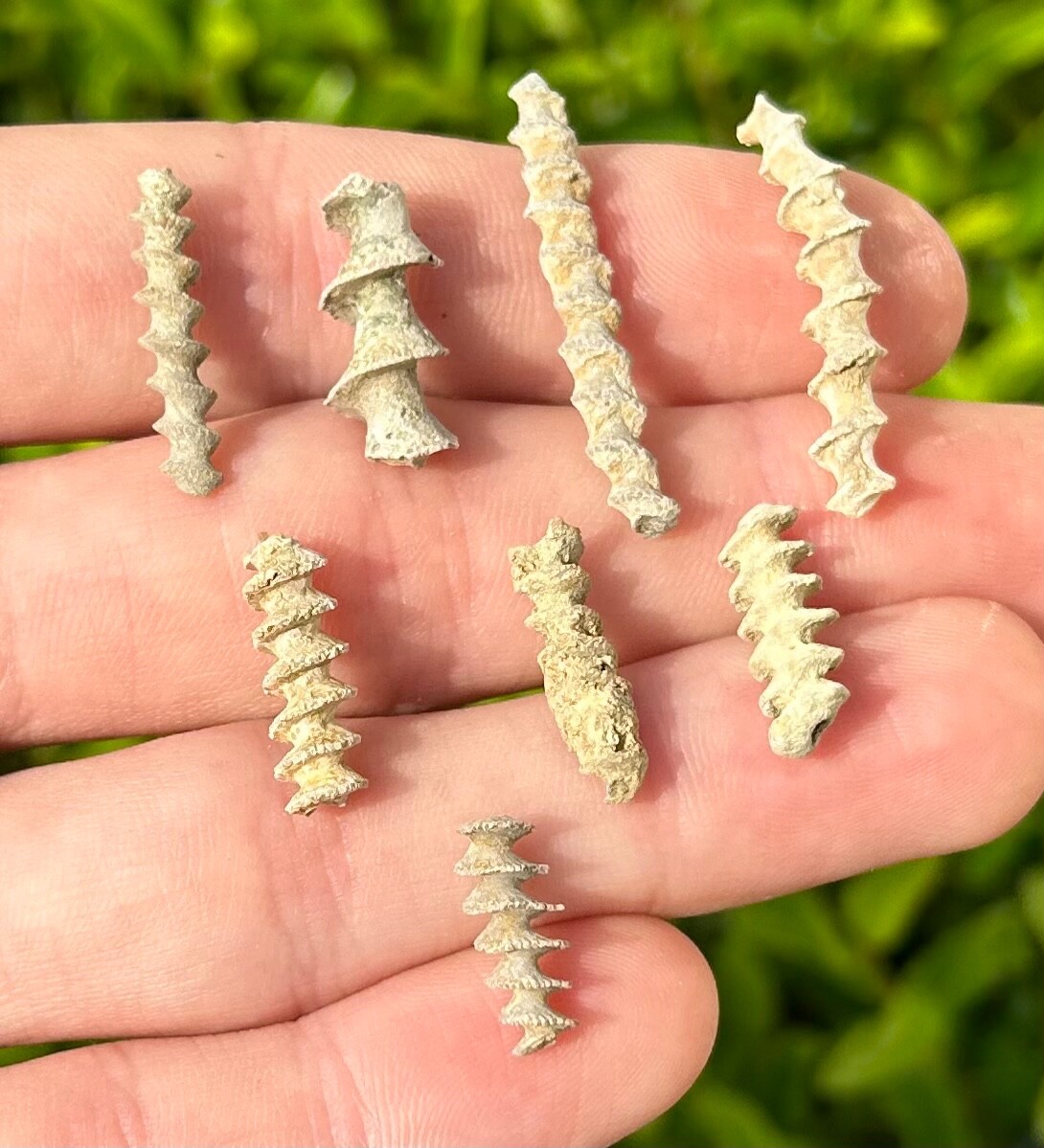 Alabama Fossil Archimedes Screw ONE PER PURCHASE Bryozoan Mississippian Age