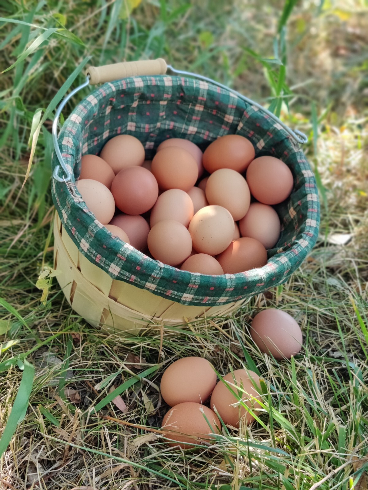 Freeze Dried Eggs,  $11 a dozen! FREE SHIPPING fresh from our family farm to you