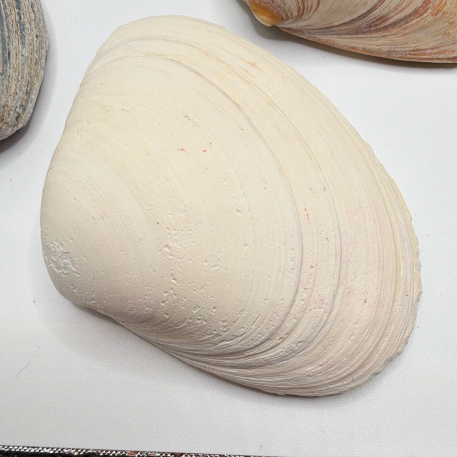 Assorted Natural Clam Shells Lot, Mixed Colors, Includes Painted Shell