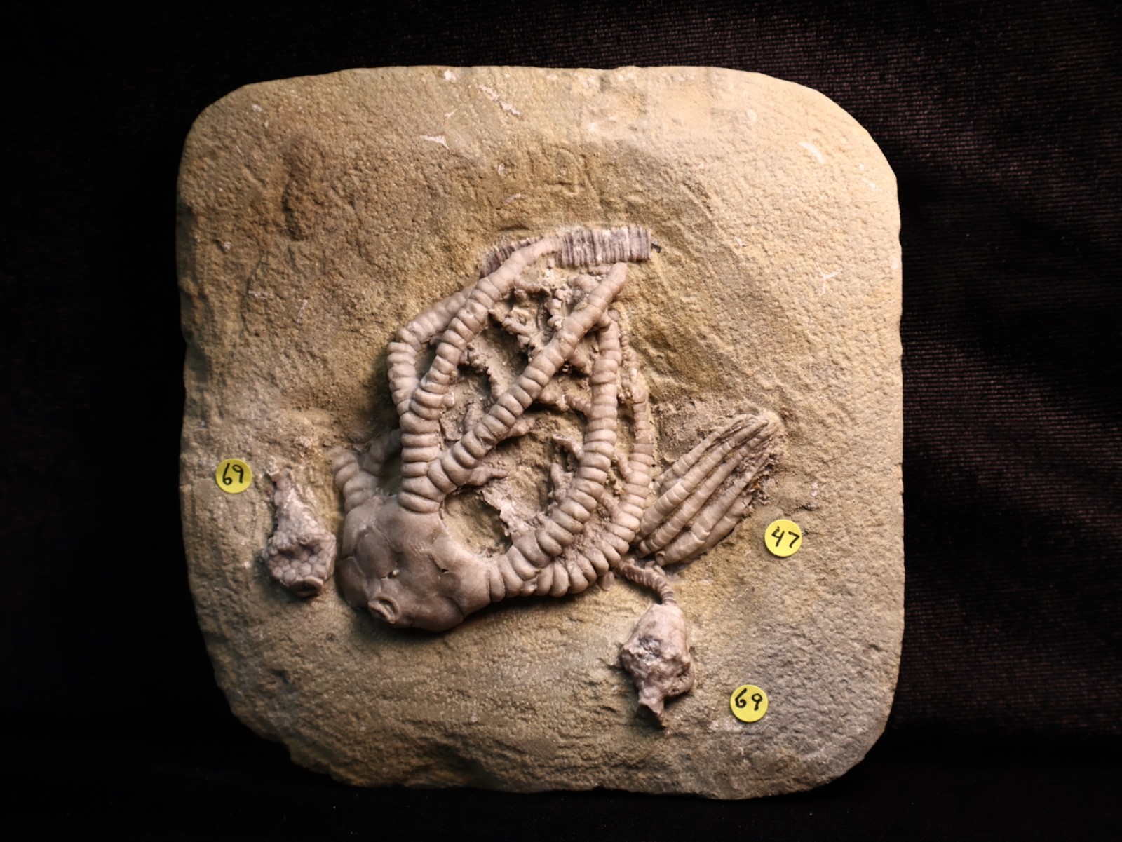 Vortex of Fossil Crinoids, Crawfordsville, IN