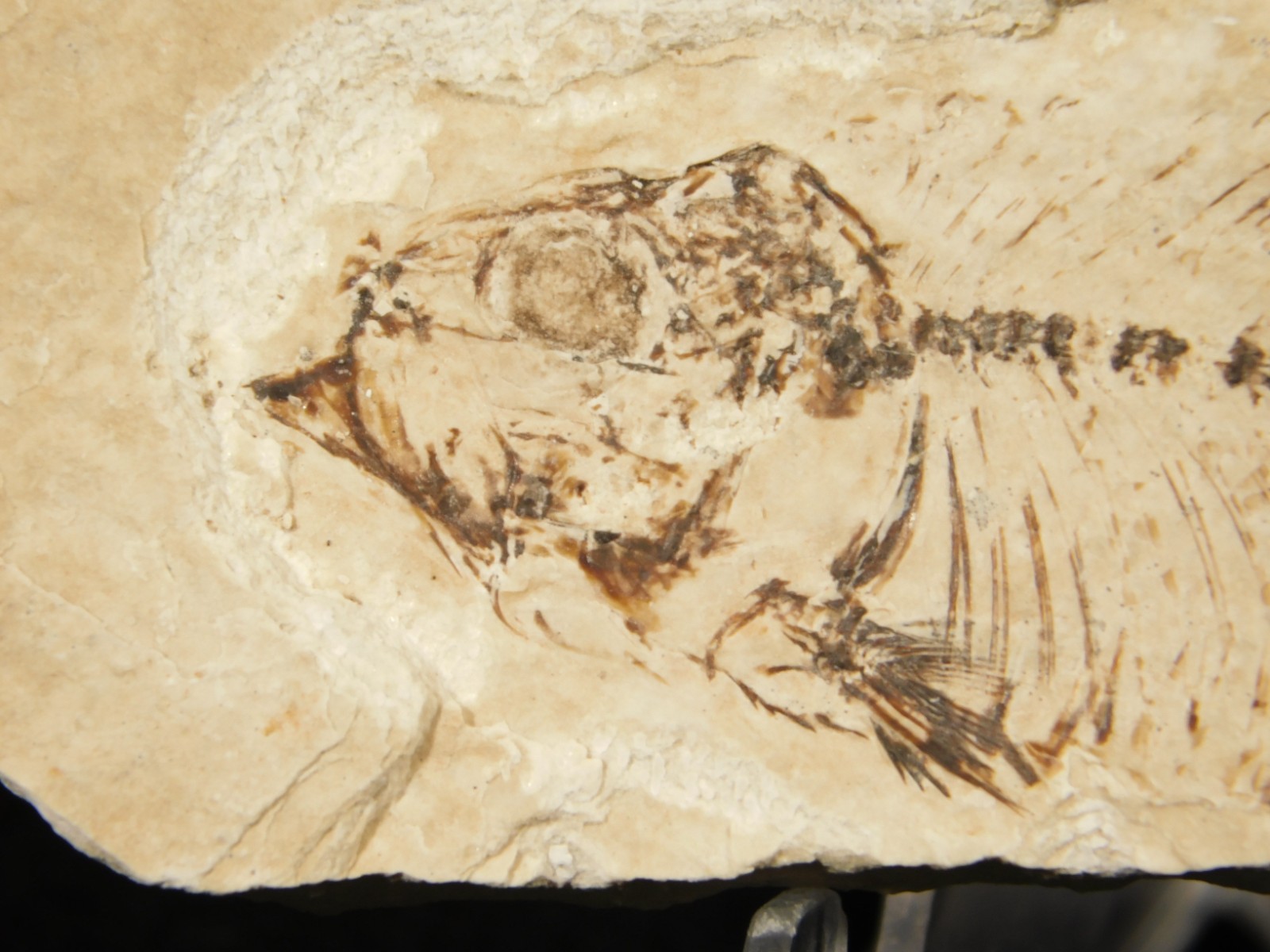 X-RAY BONES! Knightia FISH Fossil From Fossil Lake Wyoming 48.6gr