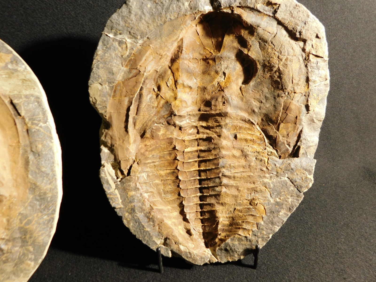 HUGE! 530 Million Year OLD! Andalusiana Trilobite Fossil Anif Morocco 3933gr