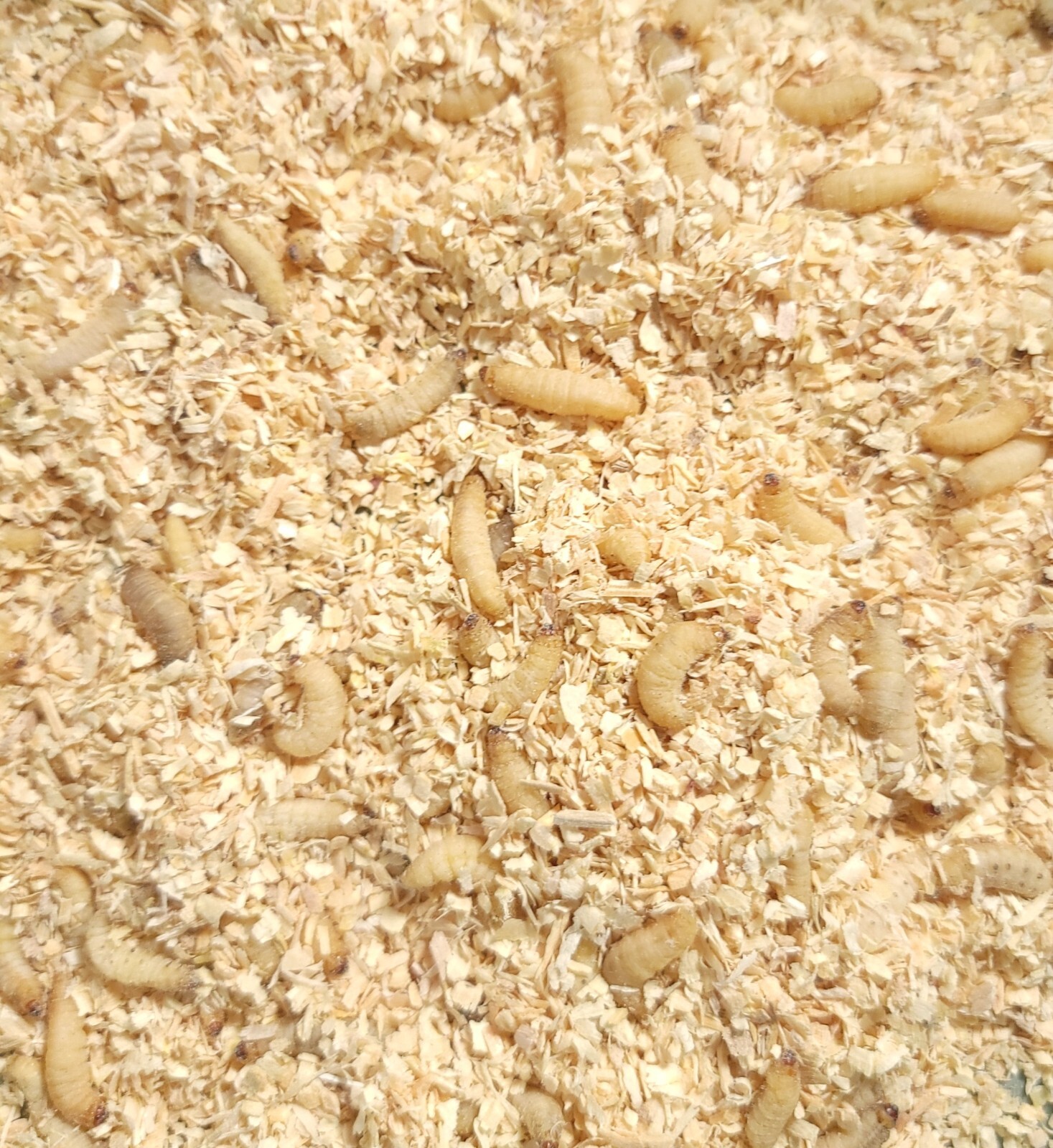 Predator Foods Live Waxworms