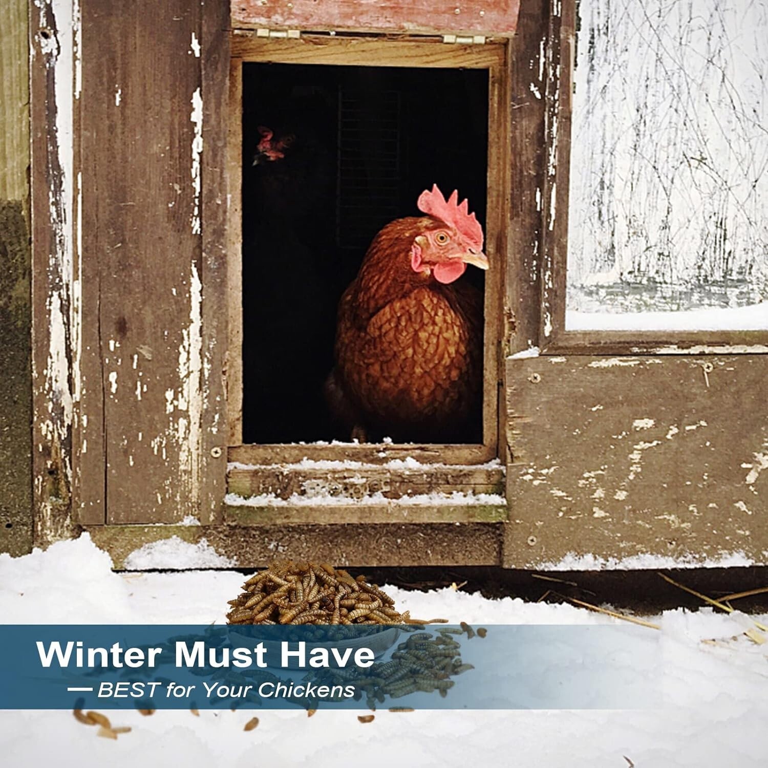 Black Soldier Fly Larvae for Chickens, 100% Natural Premium Quality Non-GMO