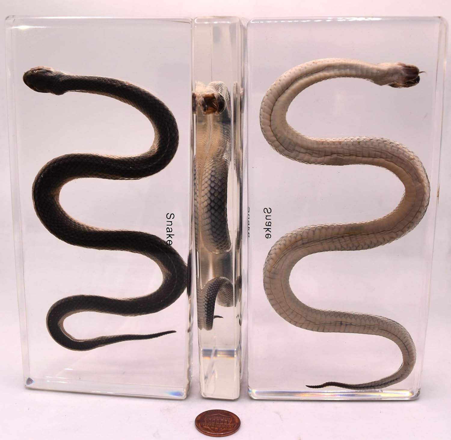 Chinese Water Snake Encased in Crystal Clear Lucite Resin 6.3" Paperweight Block