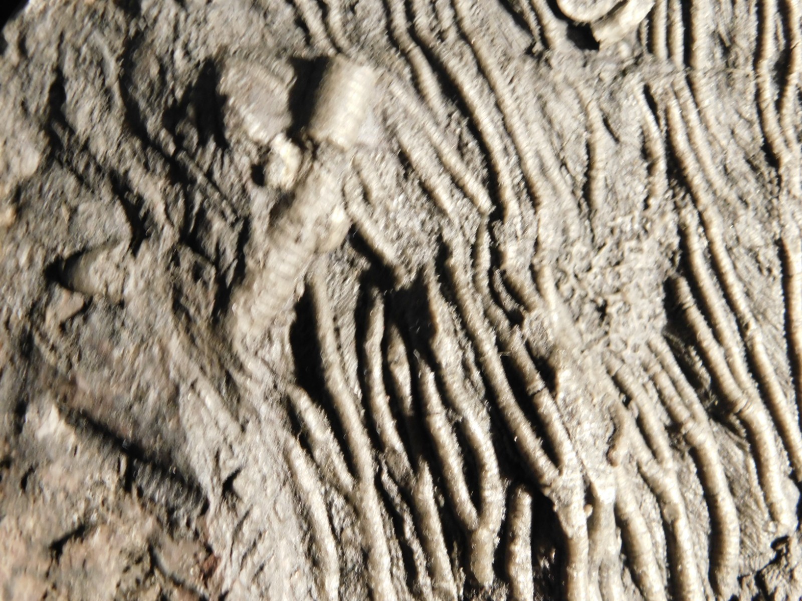 wOw BIG!! 430 Million Year Old! CRINOID Fossil or Sea LILY Fossil Morocco 1801gr