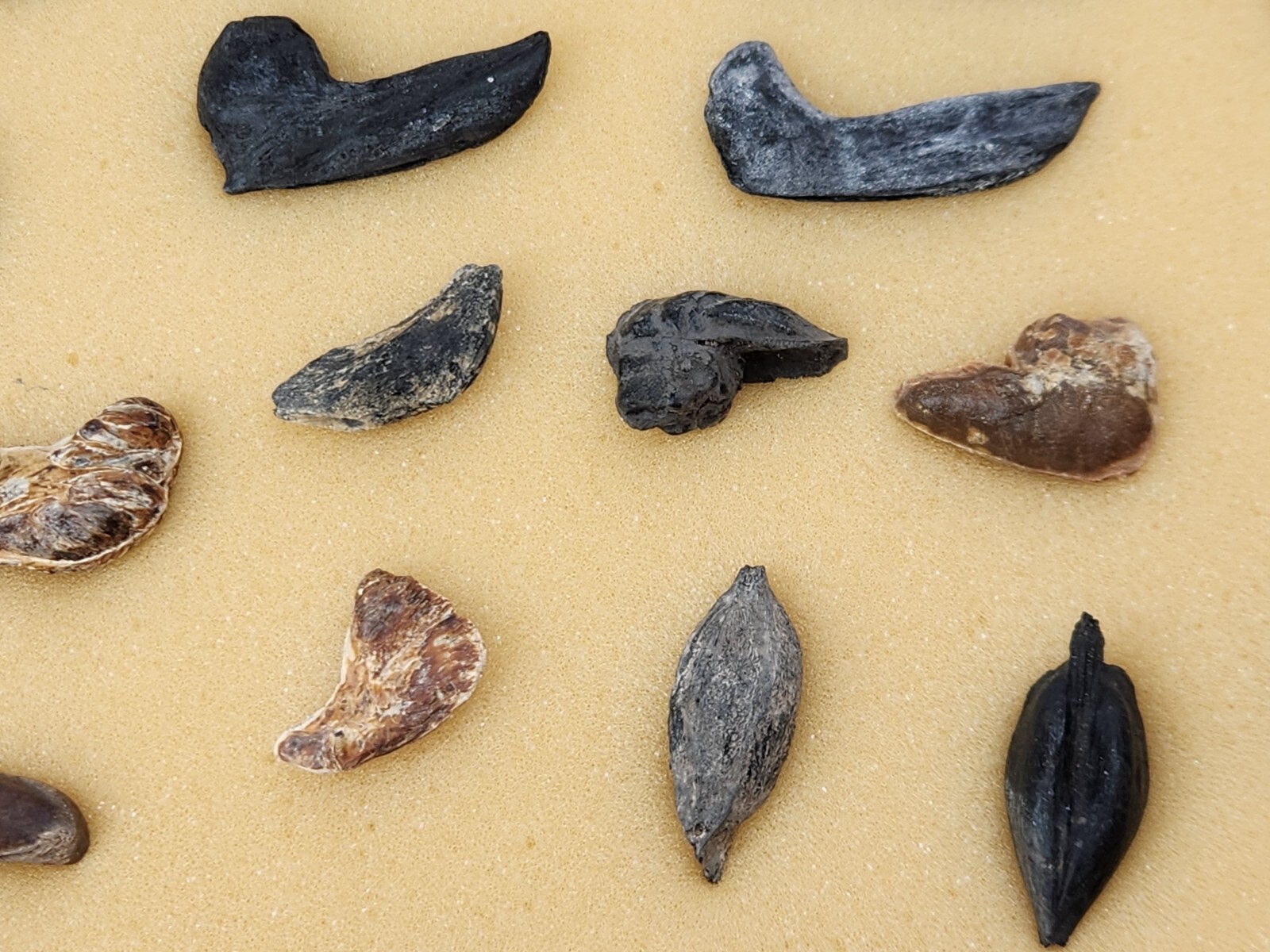 Fish Swim Bladder Fossil - Florida - 1 Per Purchase