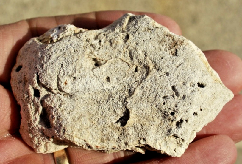 Polished Tampa Bay Fossil Coral Half • 3.0" Long/1.9 oz.