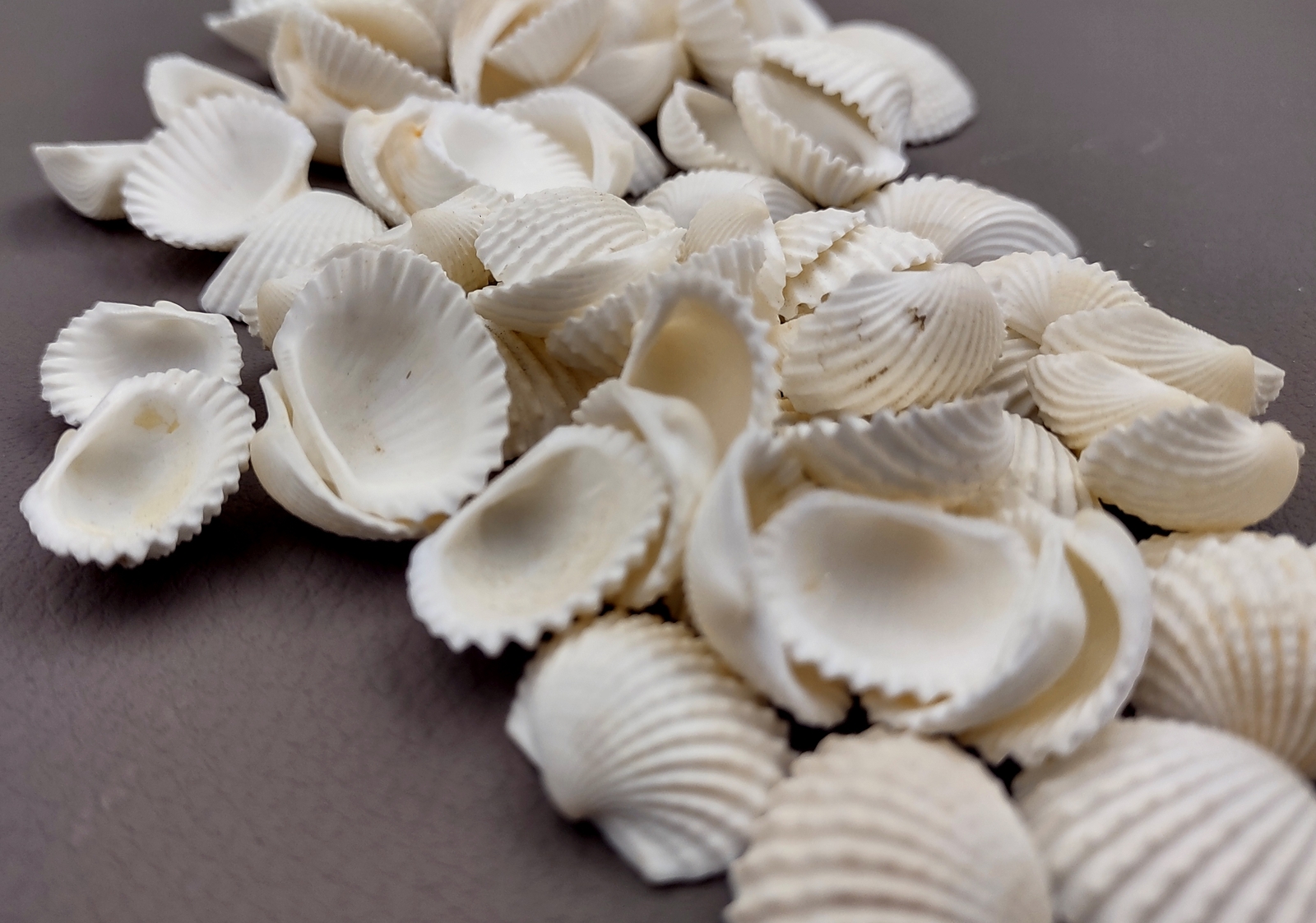 White Ark Clam Seashells Tegillarca Granosa (approx. 20+ shells 1+ inches)