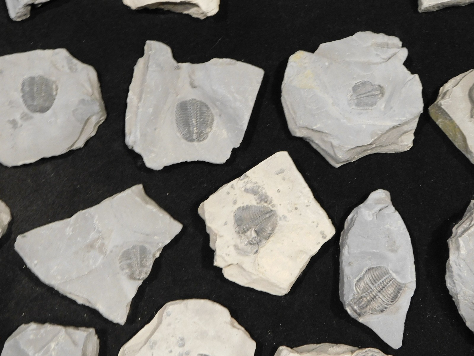 GIANT Lot of FORTY 100% Natural Elrathia TRILOBITE Fossils in Matrix Utah 2300gr