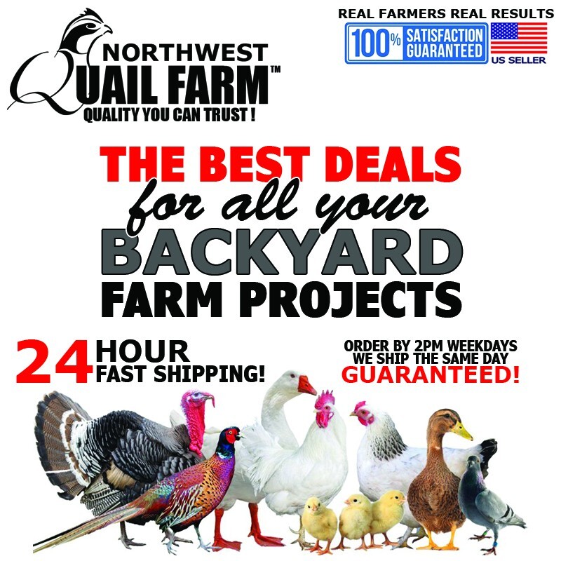 Red Plastic Chicken Eyes Glasses 10 Pack Avoid Hen Peck Each Other Chicken Farm