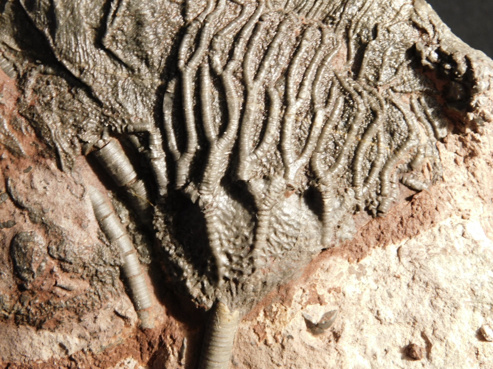 Larger! 430 Million Year Old! CRINOID Fossil or Sea LILY Fossil Morocco 629gr