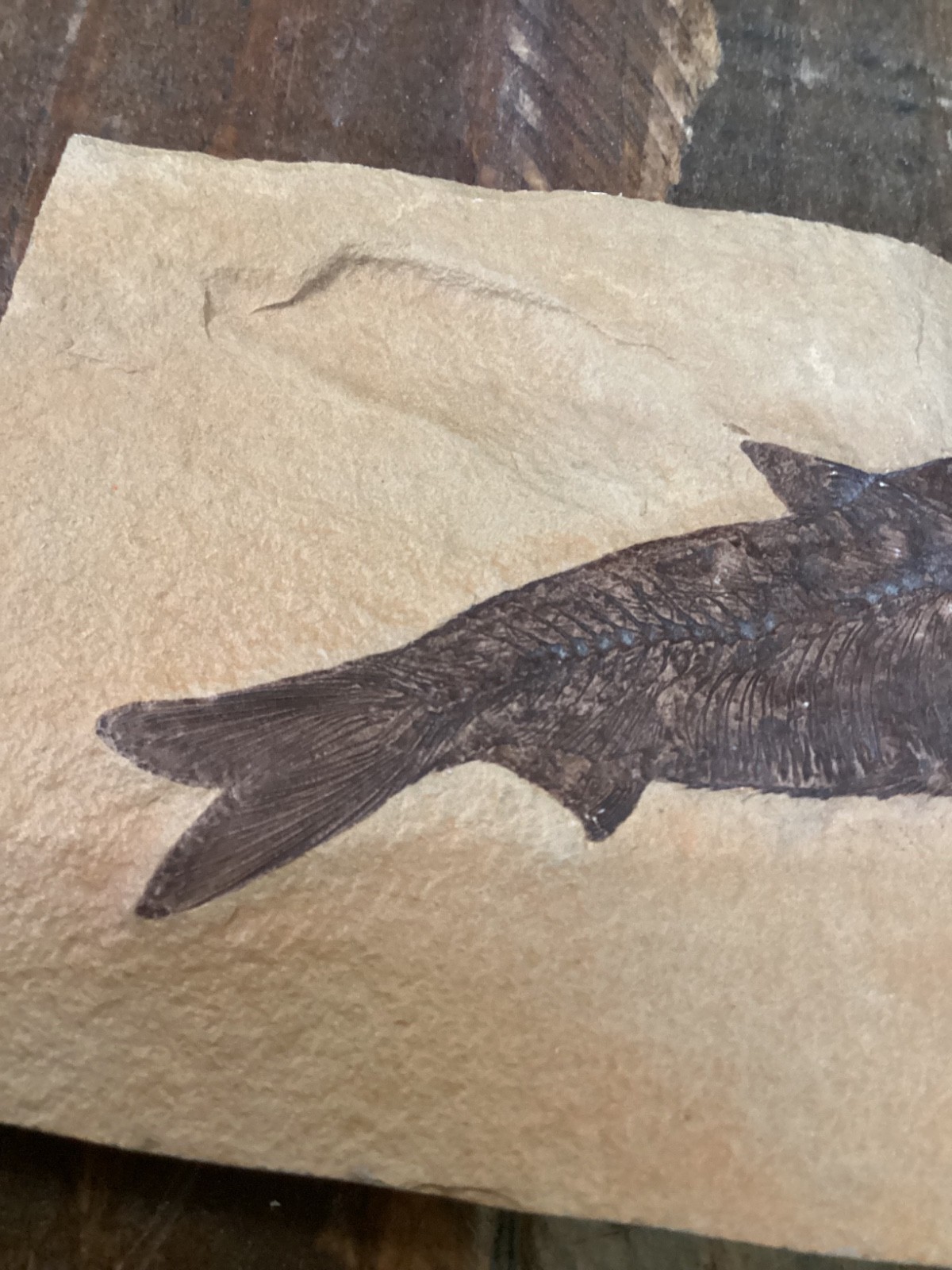 Knightia eocaena Fish Fossil Lake Green River Formation 4 3/4”x 3”