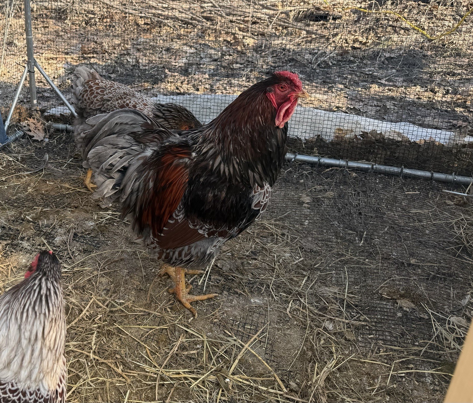 Dozen + Purebred Blue-Laced Red Wyandotte Hatching Eggs. Free Flat Rate Shipping
