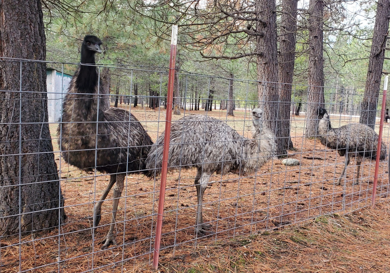 1 EMU Hatching Eggs - Blonde/White/Normal Breeding MOB!
