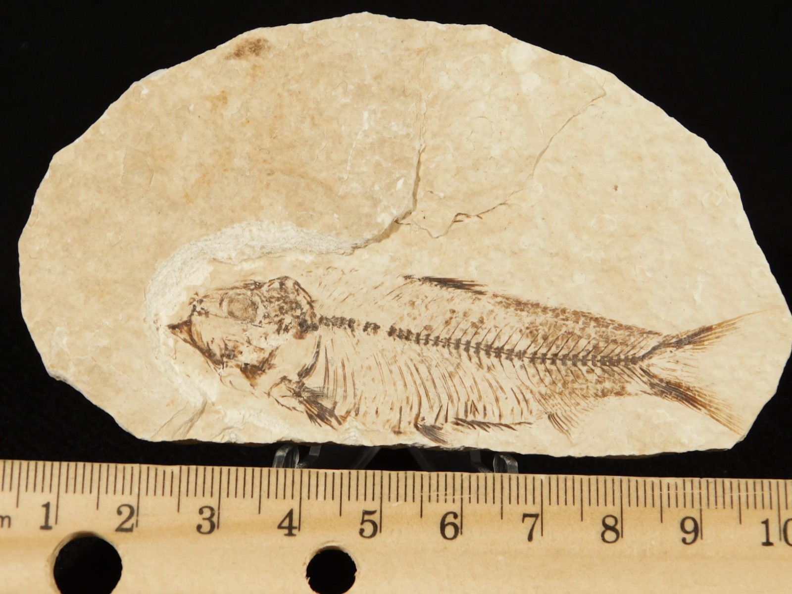 X-RAY BONES! Knightia FISH Fossil From Fossil Lake Wyoming 48.6gr