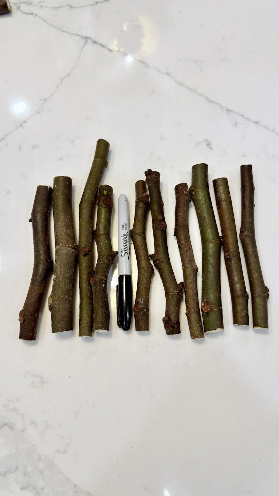 Fig Cuttings: Multiple Varieties