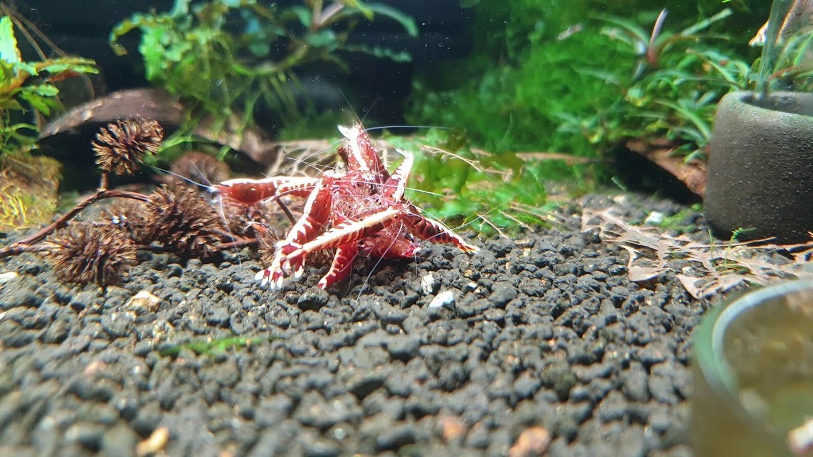 Nano Starter Package for Shrimp tanks - Freshwater Shrimp Snails Betta Fish Crab