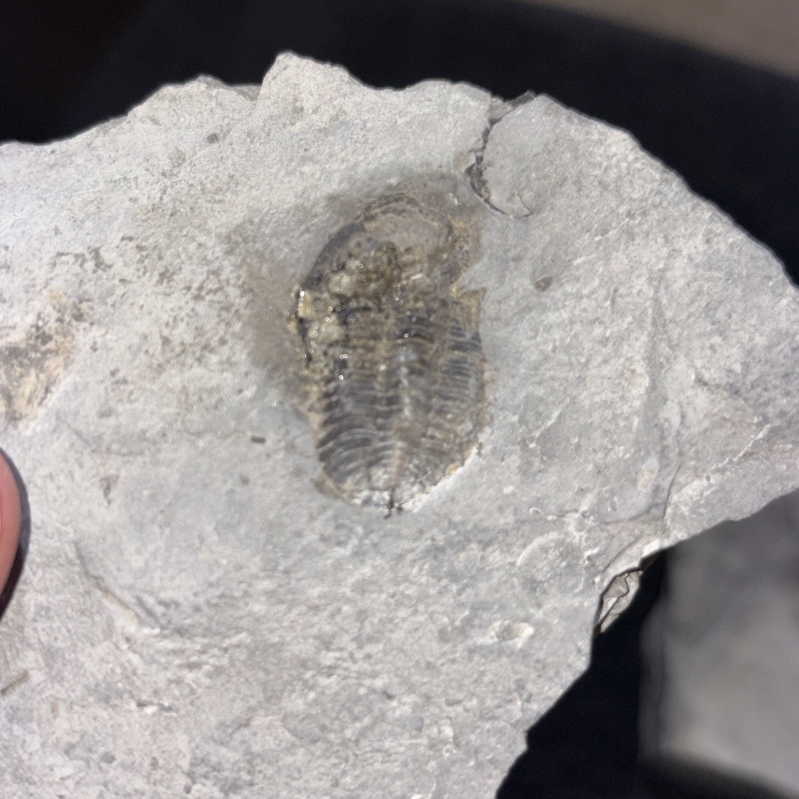 (4) Imperfect Greenops Trilobites Ledyard Shale Devonian NY