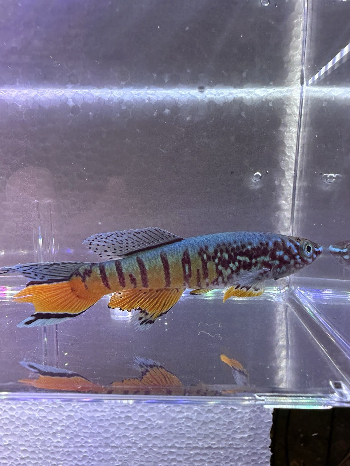 Fundulopanchax sjoestedti DWARF RED Gularis 1 Male USA BRED & RAISED Killifish