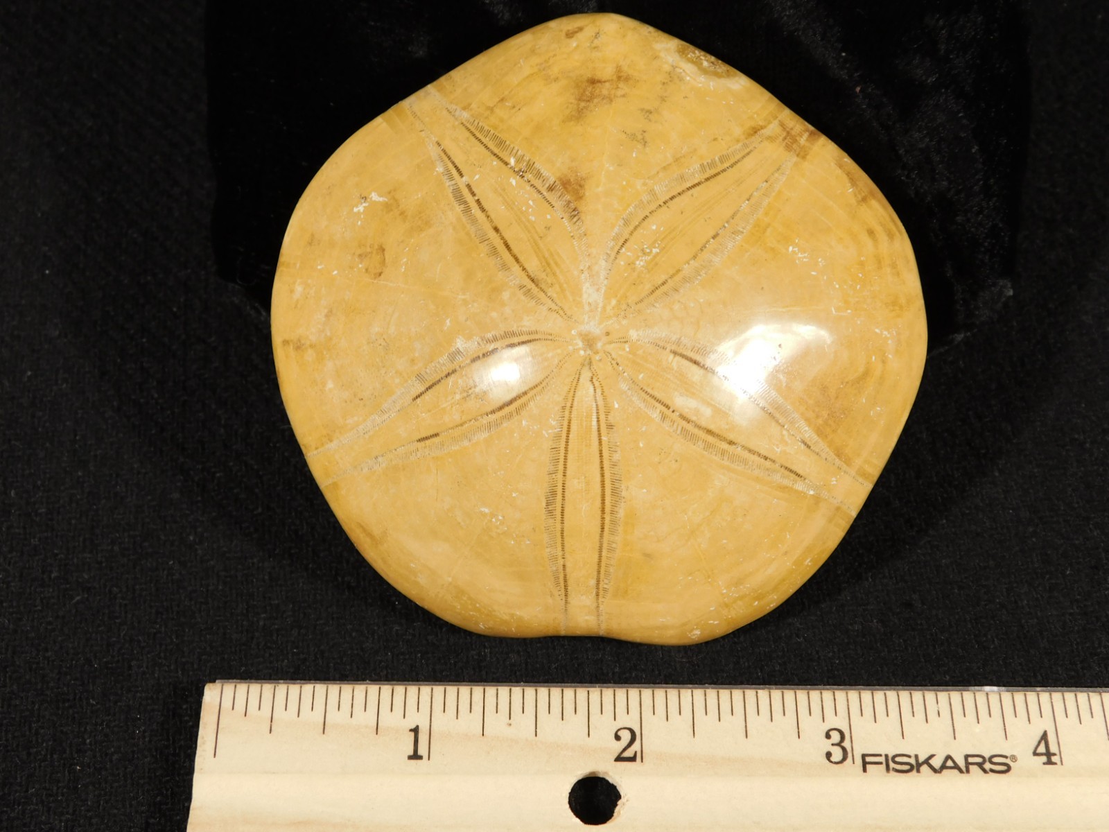 Big! Polished 150 Million Year Old! SAND DOLLAR Fossil Madagascar 197gr