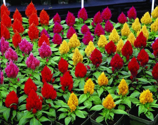 288 CELOSIA KIMONO MIX Live Plants Plugs Home Garden Patio Planters AV