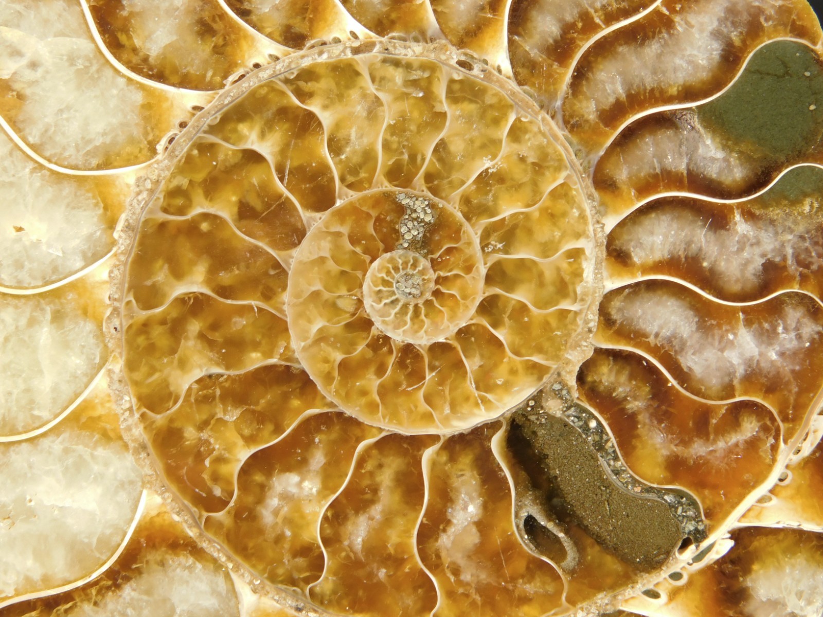 Larger! Cut and Polished AAA Cleoniceras AMMONITE Fossil From Madagascar 149gr