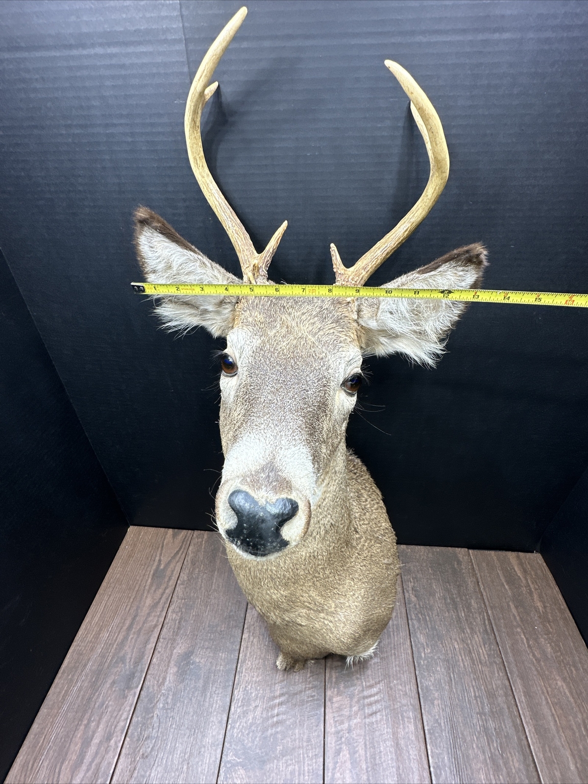 Nice 6 Point Whitetail Deer Buck Shoulder Mount Taxidermy