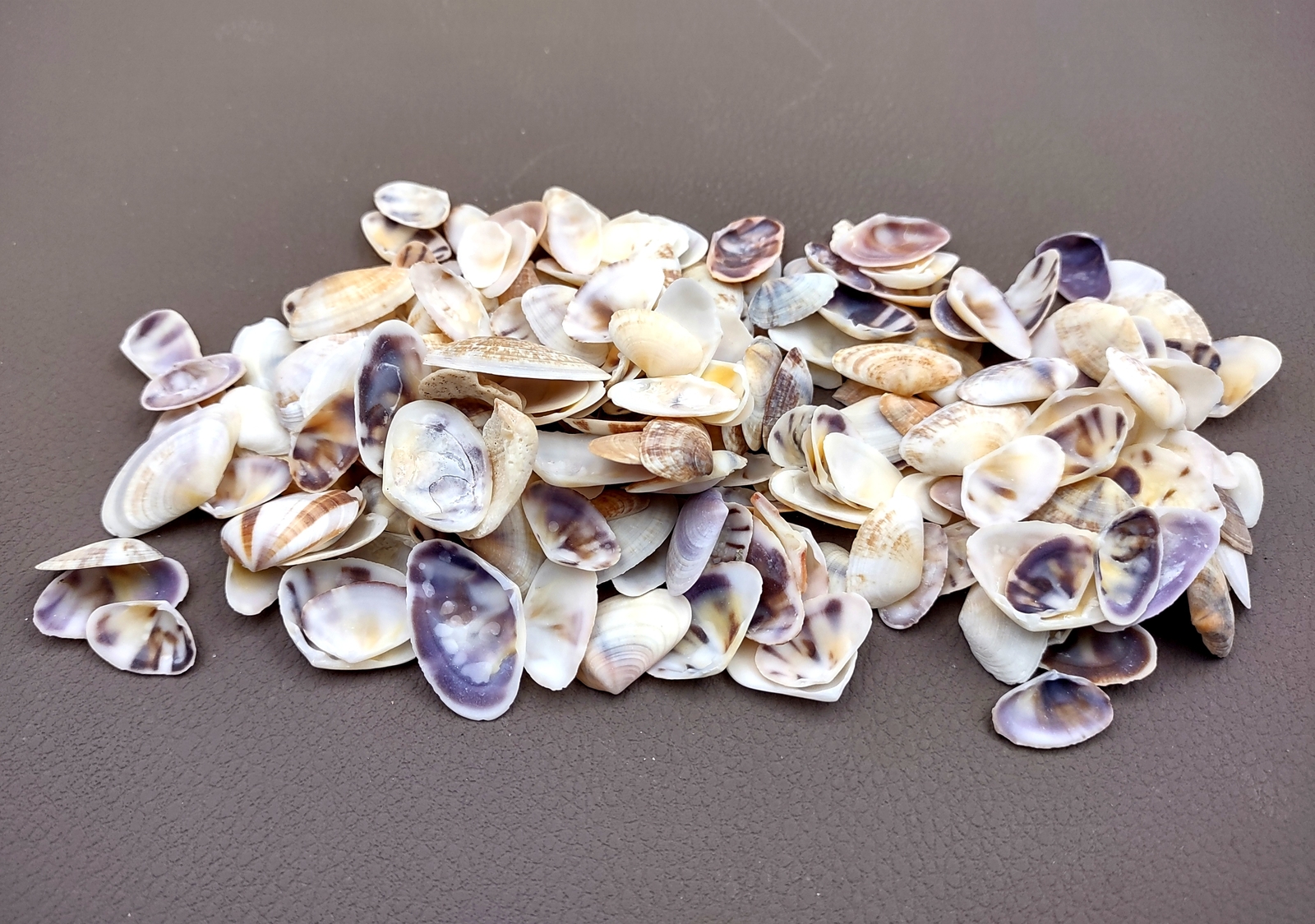 Coquina Clam Shells Blue Violet White (approx. half cup 150+ shells 0.25+ in)