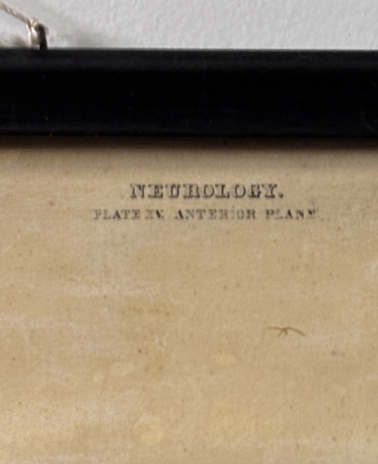 Antique 19th Century Kelloggs Bourgery Jacob Neurology Anatomical School Poster