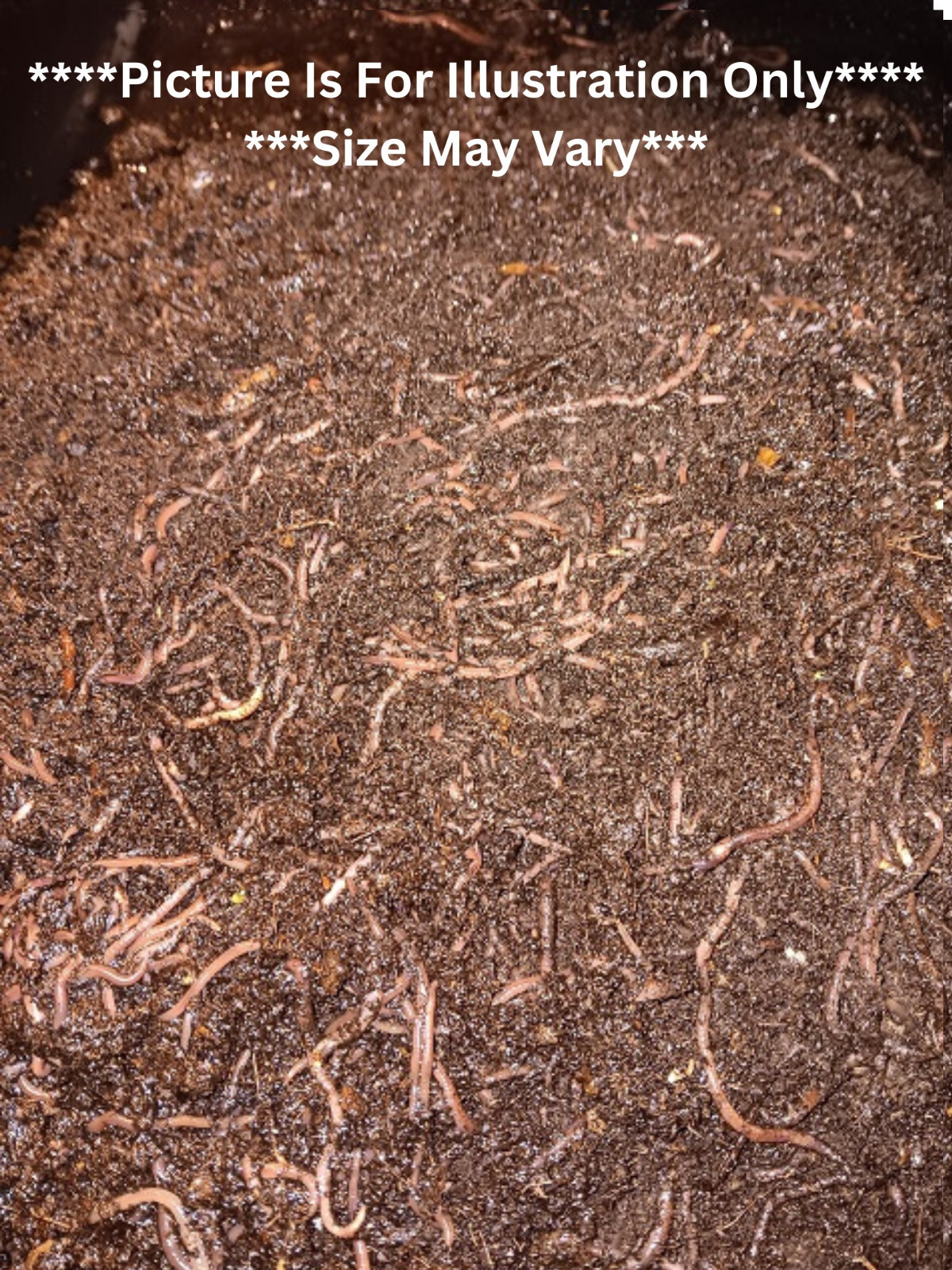🐛Composting Worms / Earth Friendly / LIVE / Fresh/ Free Fast Shipping! 🐛