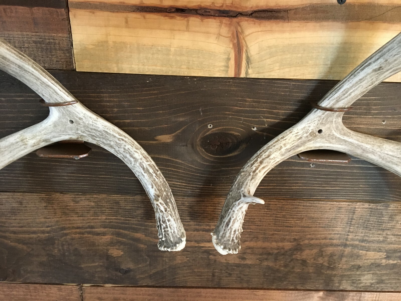 Amazeen Outdoors Shed Antler Mount Hanger Whitetail Mule Deer Sheds Bone Skull