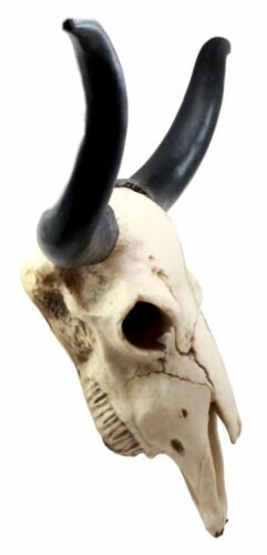Ebros Large 27"Wide Longhorn Steer Cow Skull Wall Head Hanging Sculpture Plaque