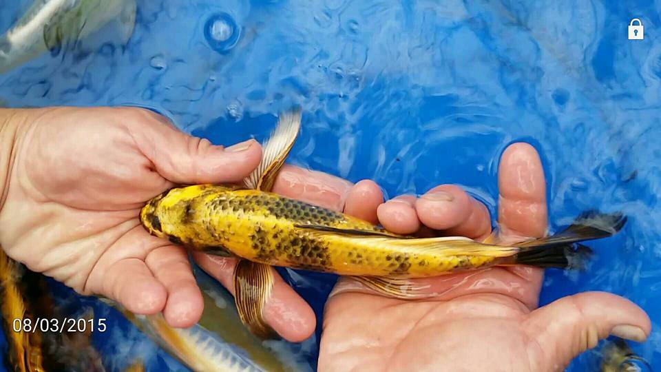 Nijikawa Four Seasons Premium Koi Food 15lb 5mm float •Authorized eBay Dealer•