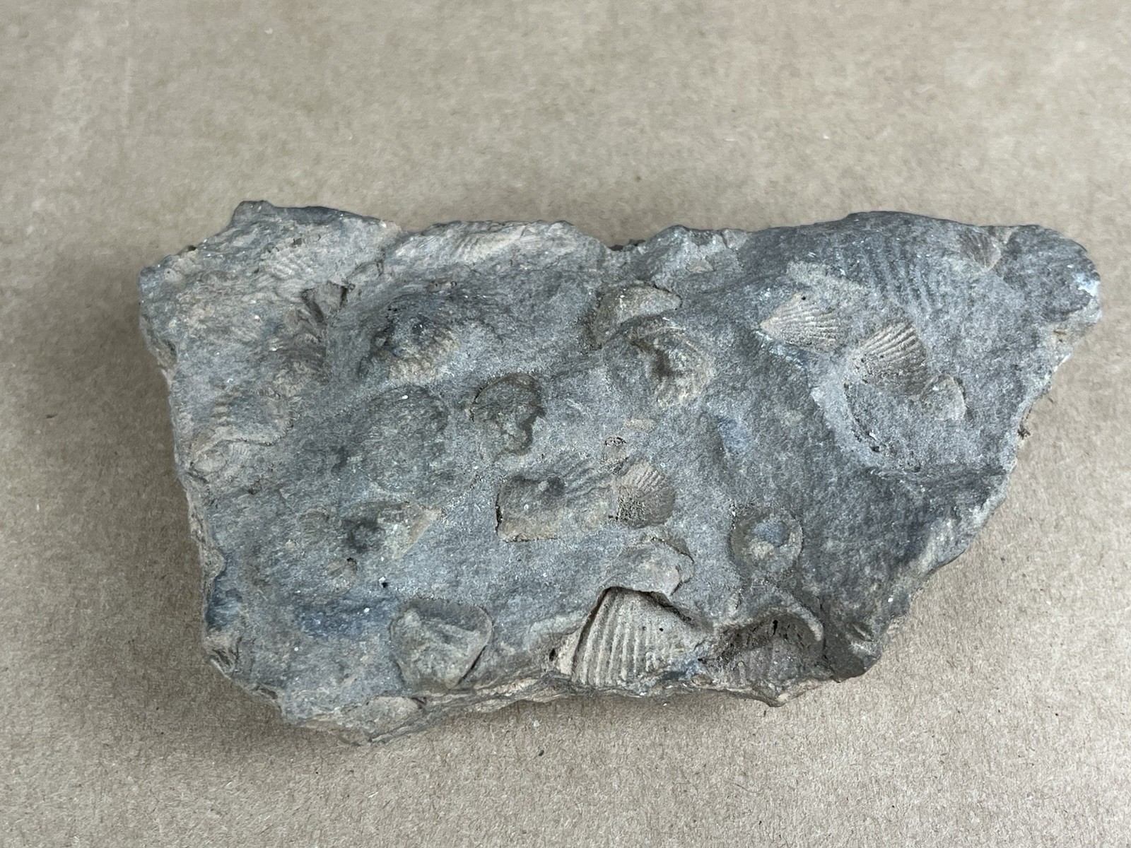 Fossil with Shells 5”
