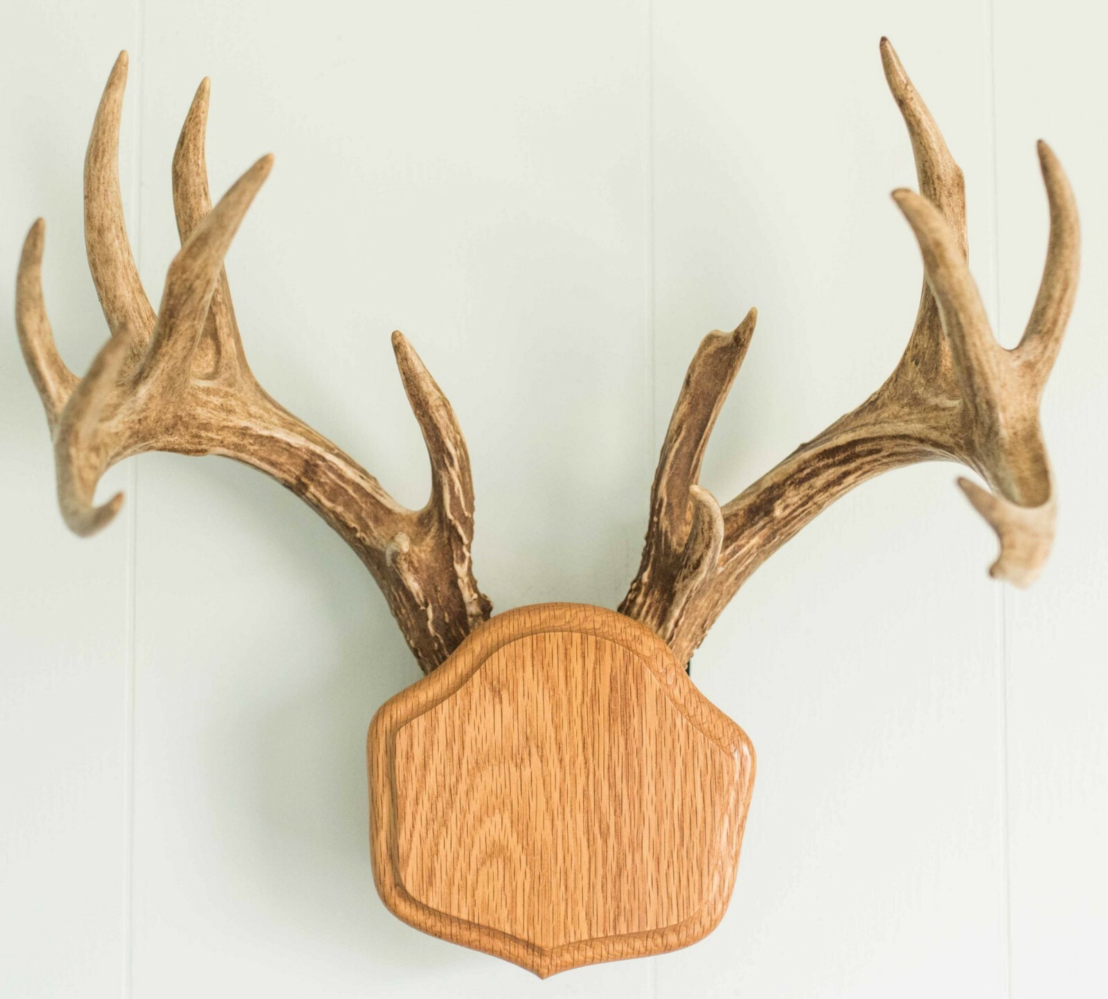 Medium Oak The Deer Stand Antler Mounting Kit