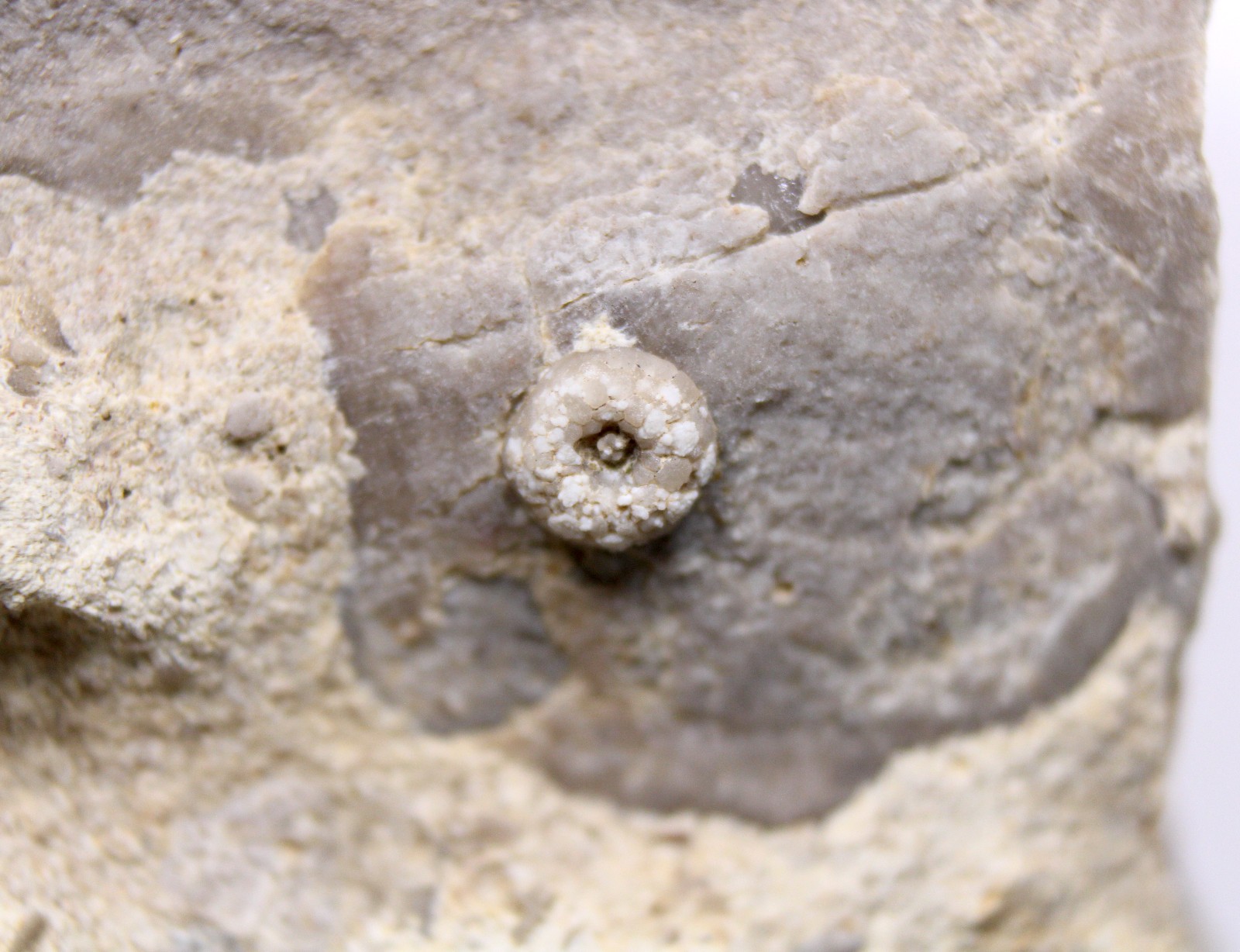 Lichenocrinus tuberculatus Crinoid Holdfast Fossil Ordovician Missouri Decorah