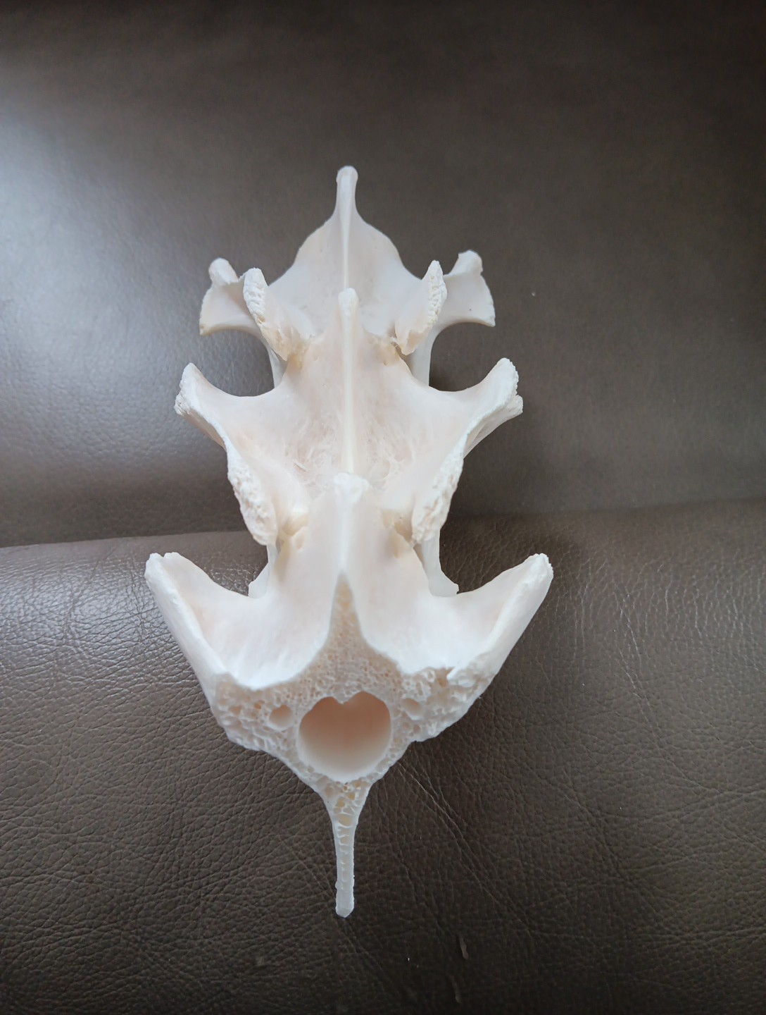 Deer Spine Connected 3 Vertebrae Professionally Cleaned Whitened Taxidermy Buck