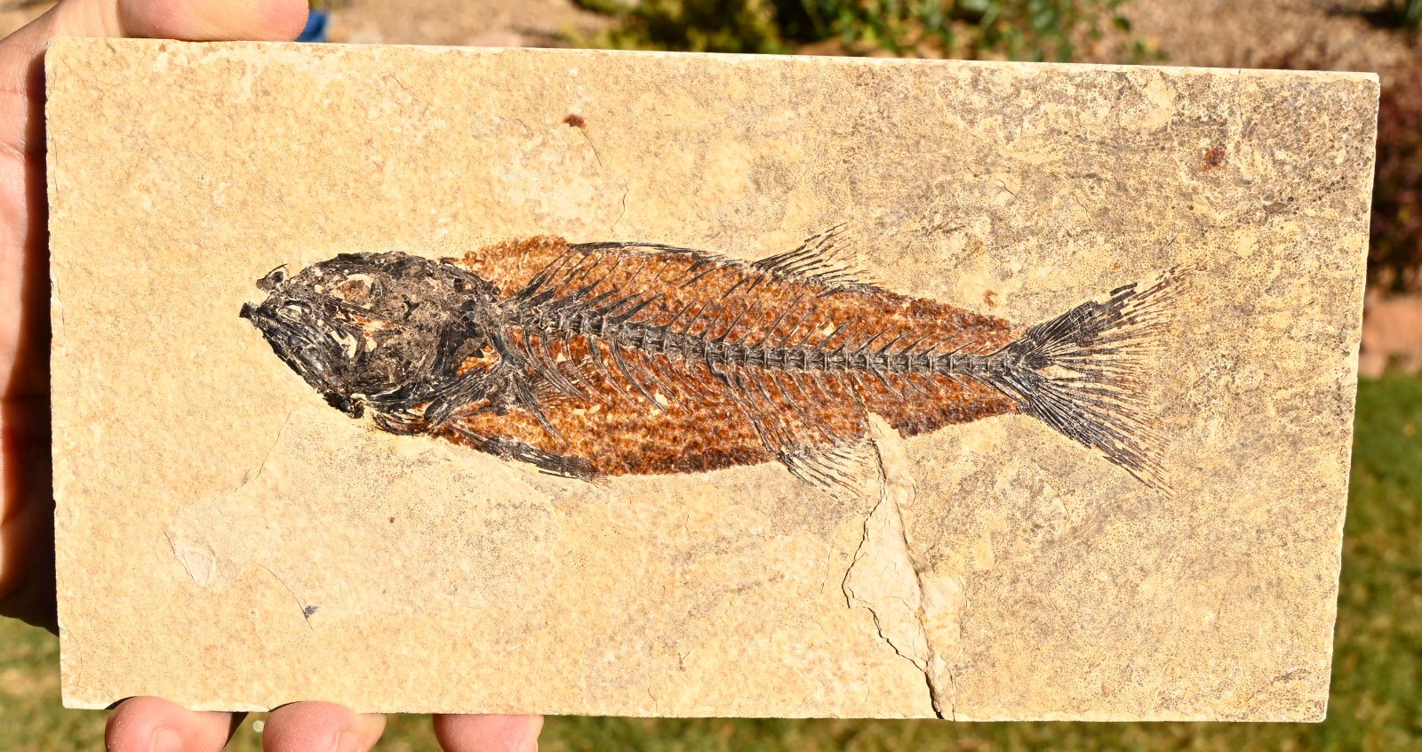 Fossil Fish 7.0 inches, Mioplosus labracoides , GRF, Wyoming, U.S.A. #1